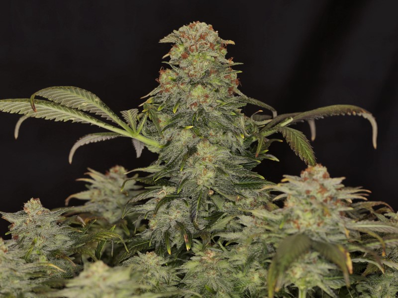 WHITE DOMINA - Kannabia - WWW.SEEDS-BANK.CZ JIHLAVA